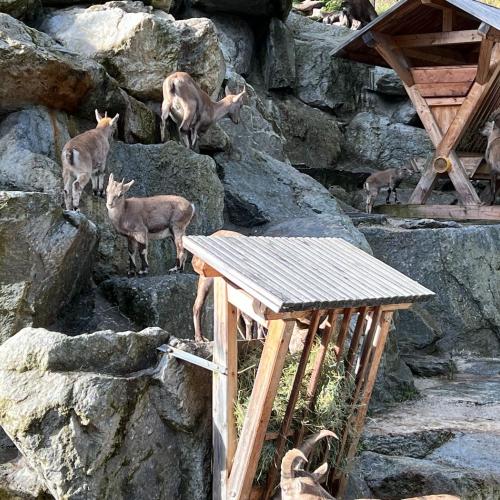 Steinbock